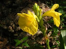 Image result for Siphonochilus kirkii - yellow-flowered form