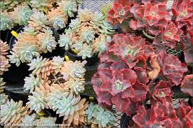 Check out our easter cactus selection for the very best in unique or custom, handmade pieces from our craft supplies & tools shops. Field Trip To Poot S Cactus Nursery Part 2
