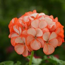 Geranium Seeds 32 Varieties Annual Flower Seeds Geranium Flower Geraniums Plants