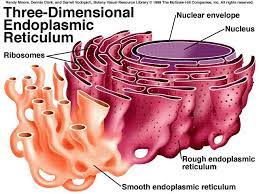 Animal cell is like a restaurant. Cell Analogies By Jacob Straka