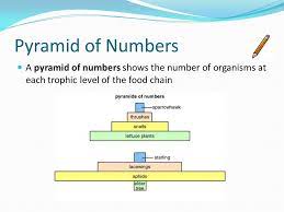 Alternatively, draw a bar graph on graph paper using the second table in part 4 of the student handout along with the producer biomass they calculated. Pyramids Of Numbers Biomass And Productivity Starter Plot These Values On A Bar Graph Position In Food Chainnumber Of Organisms Producers100 Primary Ppt Download