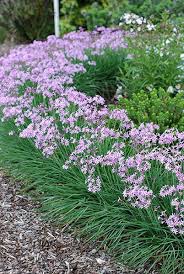 Tulbaghia Dark Star Boarder Plants Edging Plants Garlic Flower