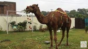 Rabia cattle farm 2014 brown cow for qurbani eid ul. Camel Eid Ul Adha 2015 Eid E Qurban Youtube
