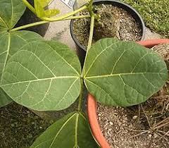 Image result for Erythrina madagascariensis