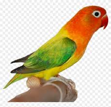 Gambar ilustrasi burung lovebird hilustrasi. Gambar Kartun Burung Lovebird