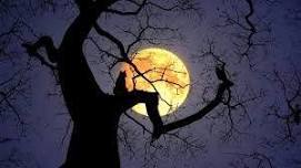 Full Moon Hike With Vermont Land Trust