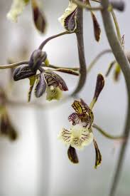 Image result for Oeceoclades decaryana