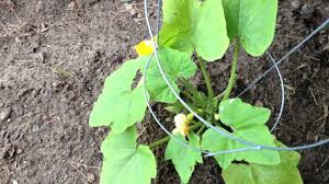 Most of my young zucchini seem to grow to a small size, then turn yellow on the end and eventually die. Why Are My Zucchini Flowers Dying Off Male Vs Female Flowers Youtube
