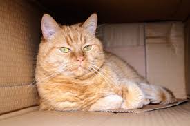 Cats often exhibit some very peculiar behavior, from getting into deadly combat situations with their own tail to pouncing on unsuspecting humans. Why Is My Cat Pooping On The Floor Journey Cat Training