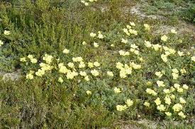 Image result for Grielum