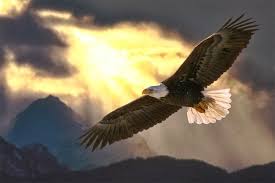 Image result for images of eagles soaring high