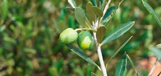The Mapa Forecasts In Spain A Production Of 1 62 Million Tons Of Olive Oil This Season 45 More