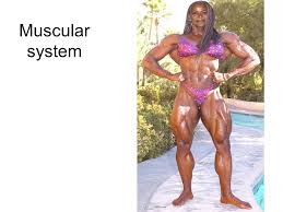 Each of these muscles is a discrete organ constructed of skeletal muscle tissue, blood vessels. Muscular System By The End Of This Session You Will Be Able To Name The Main Facial Muscles Identify The Position And Action Of Facial Muscles Label Ppt Download