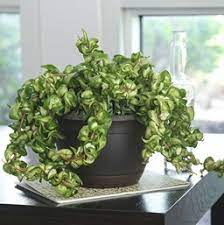 You'll receive email and feed alerts when new items arrive. Hoya Costa Farms