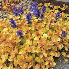 Image result for Ajuga