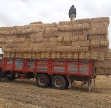 Saman (also called sumana, sumana saman, sinhala: Kayseri Saman Satisi Photos Facebook