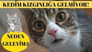 kedim kizginliga girmiyor kedi lordoz pozisyonu nedir kedilerde kiz kedi veterinerler kizlar