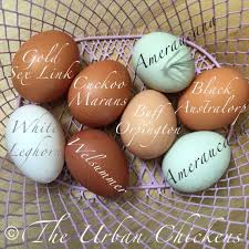 Bird Egg White With Brown Speckles Design Your Own Dozen Or 1 2 Dozen Hand Blown Eggs Chicken Chicken Eggs Chickens Backyard Blown Eggs