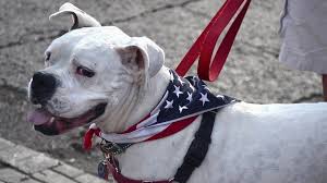 Welcome to our amazing collection of the best dog coloring pages. Us Bans Dog Imports From More Than 100 Countries Bbc News