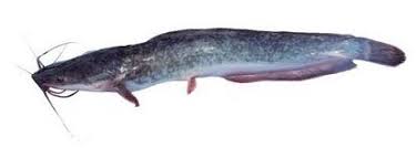 Contoh Umpan Ikan Lele Galatama Harian Kolam Harian Terbaik Umpan Ikan Lele Umpan Ikan Lele Malam Hari Umpan Ikan Lele Master Umpan Ikan Lele Yang Ji Ikan Malam