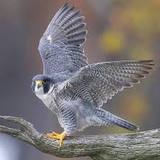 Peregrine Falcon Birds Of Prey Animals L Image Contient Peut Etre Oiseau