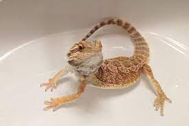 Guinea pig toys guinea pig care reptile habitat reptile cage reptile enclosure bearded dragon enclosure bearded dragon funny cat shaming cute reptiles. How To Bathe A Bearded Dragon The Hassle Free Guide