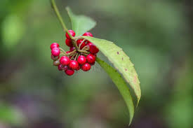 Image result for Myrsinaceae