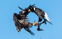 Image result for 10 facts about bald eagles