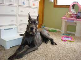 The great dane is believed to have dated back as far as 2200 b.c. Akc European American Blue Great Dane Puppies Waiting List Great Dane Puppy Blue Great Dane Puppies Great Dane