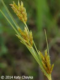 Image result for Cyperus fischerianus