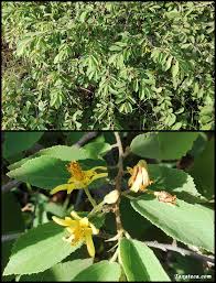 Image result for Grewia mollis