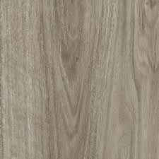 Image result for Eucalyptus saligna