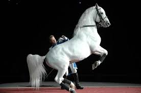 Horse Talk Page Liked March 22 2013 Lipizzaner Horse Fun Fact The Lipizzaner S Name Was Derived From The Location In W Horses Lipizzan Pretty Horses