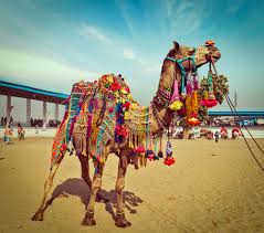 Apache camel uses this from and to to form a rule for data to move to and from. Camels And More Only At Pushkar Camel Fair Thomas Cook Blog India
