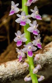 Image result for Aidia micrantha