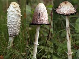 A Brief Guide To Mushroom Foraging In Ireland Fft Ie
