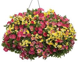 Long, flowing foliage gives a basket. 10 Best Plants For Hanging Basket Gardening Learning With Experts