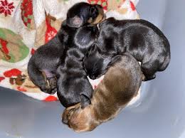 Top of page add new shelter or rescue group. Dachshund Puppy Dog For Sale In Otisville New York