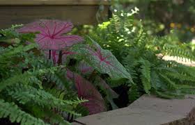 Boston Fern And Caladium Garden Center Garden Flower Beds