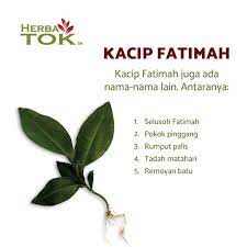 Kacip fatimah ialah sejenis tumbuhan yang terdapat di hutan malaysia, dan nama botaninya ialah labisia pumila.dalam kegunaan tradisional, kacip fatimah digunakan untuk mengekalkan sistem pembiakan yang baik bagi wanita, untuk mengetatkan dan melincirkan serta meningkatkan fungsi seksual seperti tongkat ali. Herba Tok Kacip Fatimah Atau Nama Saintifiknya Labisia Facebook