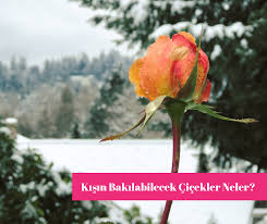 Icinizi Isitacak Kis Cicekleri