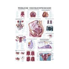 Infoblatt 8 hält informationen zu den männlichen geschlechtsorganen für die schülerinnen und schüler bereit. Anatomische Lehrtafeln Anatomie Des Menschlichen Korpers Sissel Ch