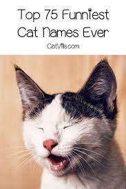 Top 75 Funniest Cat Names Ever Funny Cat Names Cute Cat Names Boy Cat Names