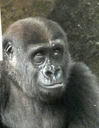 Последние твиты от ケイン・ヤリスギ「♂」 (@kein_yarisugi). Cute Kid Gorilla Momoka Three Years Old Ueno Zoological Gardens ã‹ã‚ã„ã„ã‚´ãƒªãƒ© ã®å­ä¾›ãƒ¢ãƒ¢ã‚« ä¸‰æ­³ ä¸Šé‡Žå‹•ç‰©åœ' Cute Animals Animals Cute Animal Photos