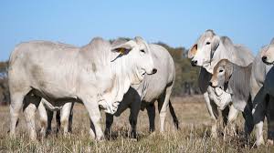 We take pride in doing our part in keeping the brahman breed one of the greatest breeds in the world. Brahmans The Kings Of Crossbreeding Brahman Sa