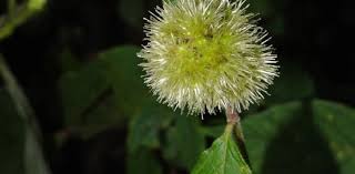 Image result for Cyathula