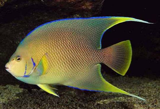 Shorefishes of the Greater Caribbean online information system - The Fishes - Species