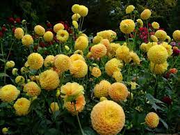 Dahlia Dahlia Plants