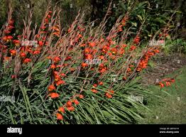 Image result for Gladiolus dalenii