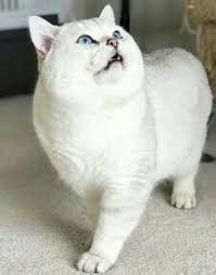 Check spelling or type a new query. British Shorthair Breeders Near Burlington Vermont